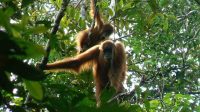 BKSDA Aceh lepas liarkan orang utan terisolasi di perkebunan sawit