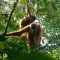 BKSDA Aceh lepas liarkan orang utan terisolasi di perkebunan sawit