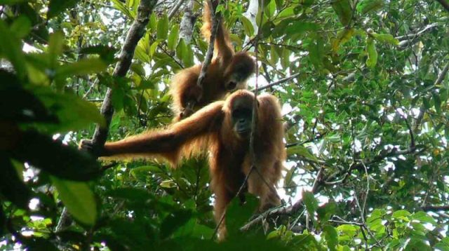 BKSDA Aceh lepas liarkan orang utan terisolasi di perkebunan sawit