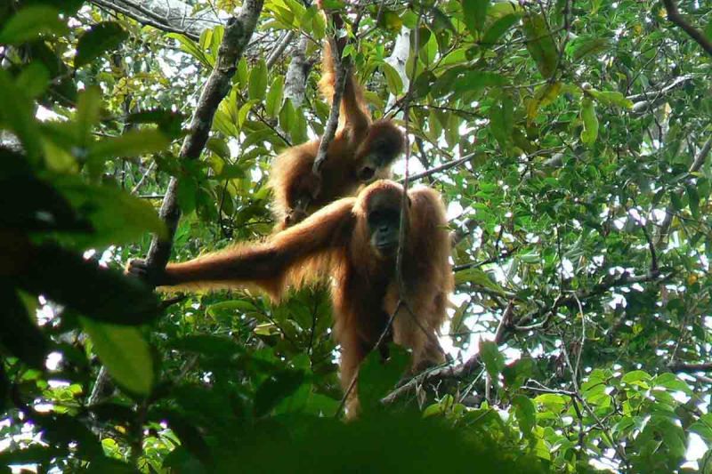 BKSDA Aceh lepas liarkan orang utan terisolasi di perkebunan sawit